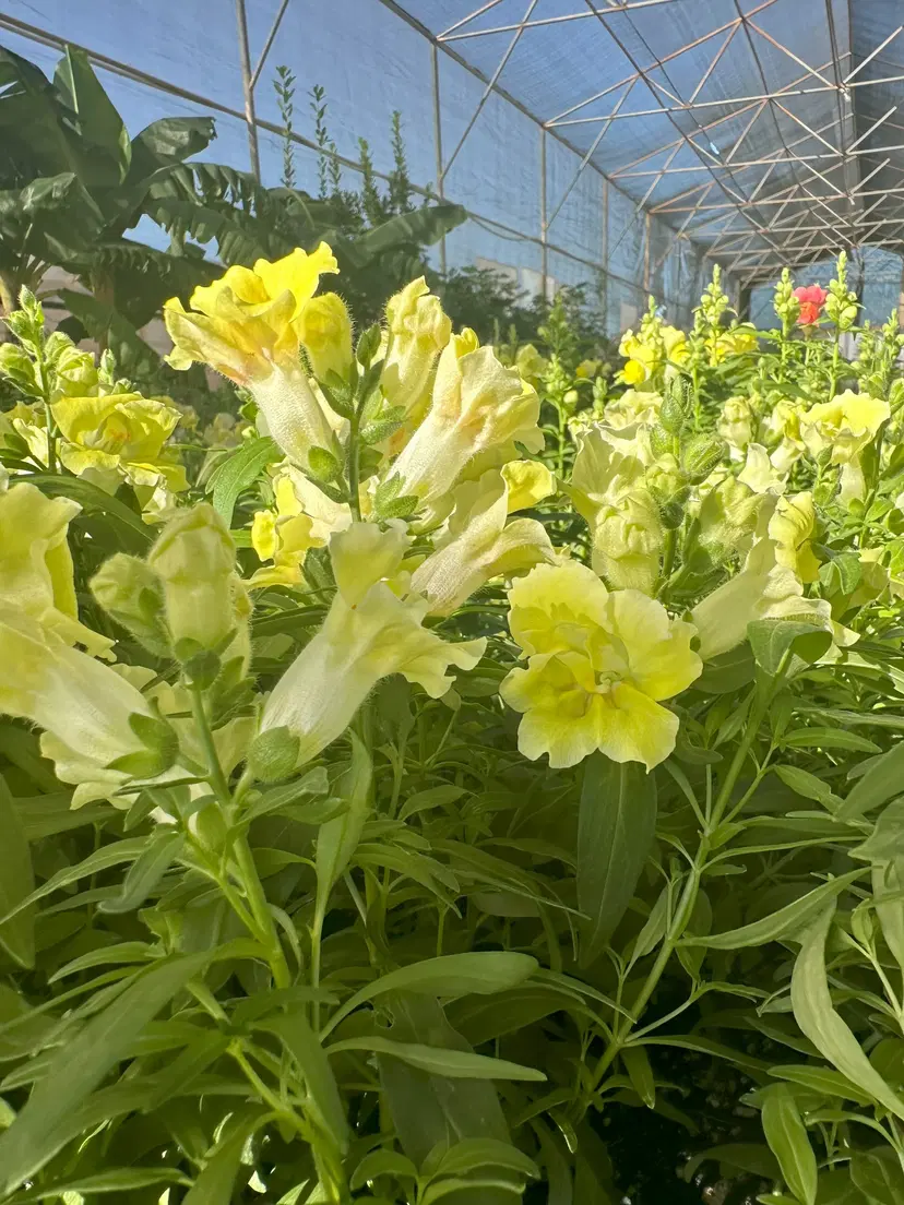 Sandia Greenhouse