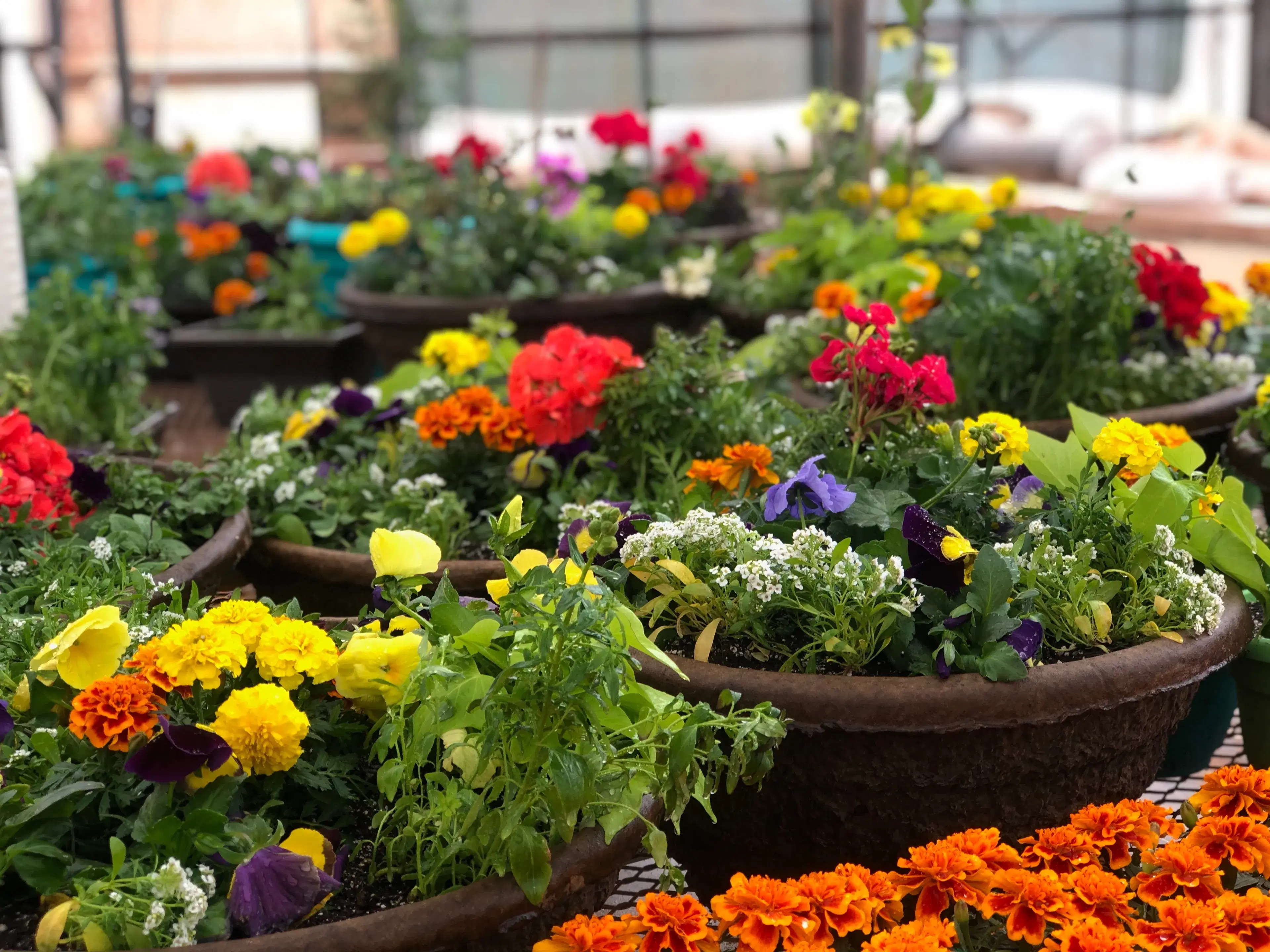 Sandia Greenhouse