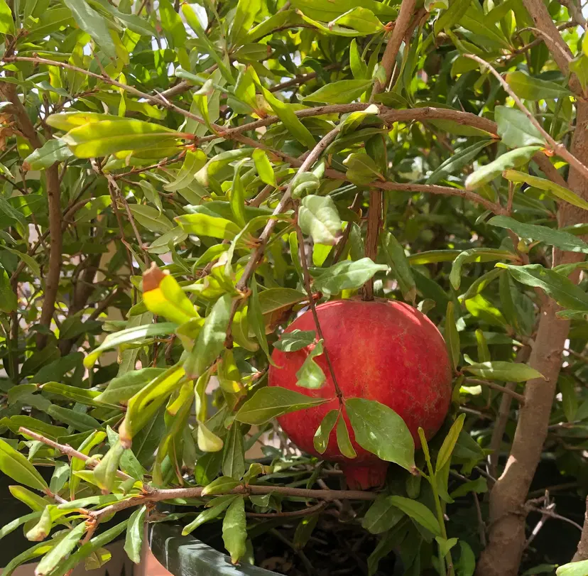 Sandia Greenhouse