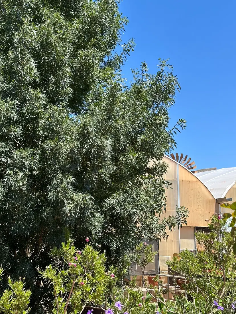 Sandia Greenhouse