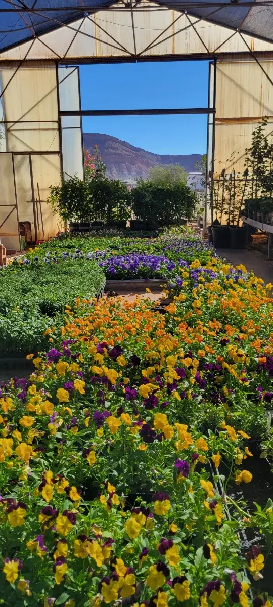 Sandia Greenhouse